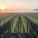 Les vertus des asperges pour améliorer votre transit et soutenir le système rénal